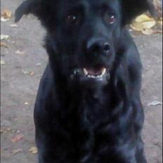 Blanding af racer Dixie.