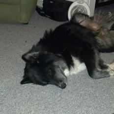 Blanding af racer Balder