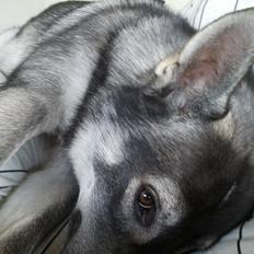 Blanding af racer Chinno