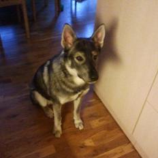 Blanding af racer Chinno