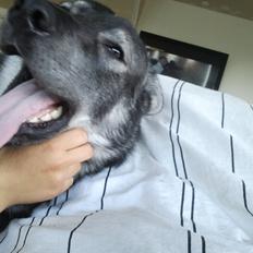 Blanding af racer Chinno