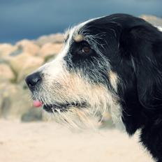 Blanding af racer Loke