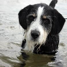 Blanding af racer Loke