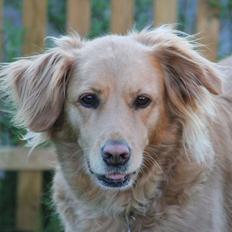 Golden retriever *-stald duk's-* sille<3