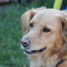 Golden retriever *-stald duk's-* sille<3