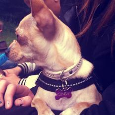 Chihuahua Cindy