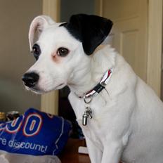 Dansk svensk gaardhund Molly