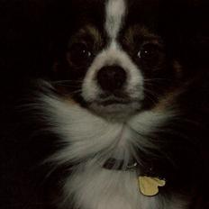 Blanding af racer Samson