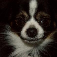 Blanding af racer Samson