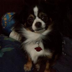 Blanding af racer Samson