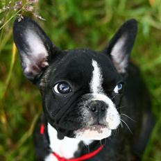 Fransk bulldog Bella Donna
