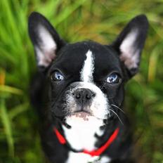 Fransk bulldog Bella Donna