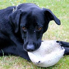 Blanding af racer Pepper <3 † Himmelhund † <3