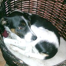 Dansk svensk gaardhund Fie