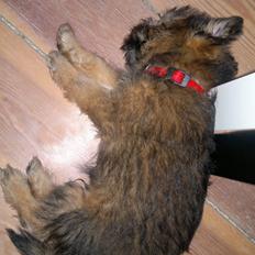 Blanding af racer Julius