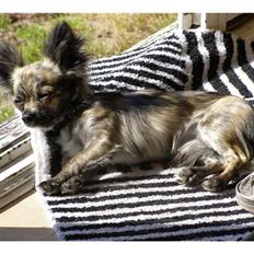 Chihuahua stars Danny ( Carlos)