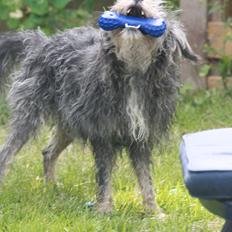 Blanding af racer Tiggi "Curley sue"