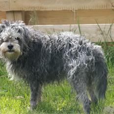 Blanding af racer Tiggi "Curley sue"