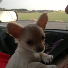 Chihuahua Chi-Royal`s Duchess Damaris