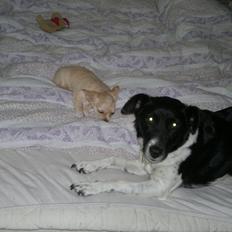 Chihuahua Chi-Royal`s Duchess Damaris