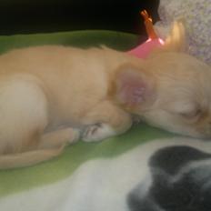 Chihuahua Chi-Royal`s Duchess Damaris