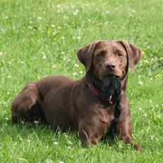 Labrador retriever - Choko :-)