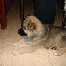 Islandsk fårehund Salka