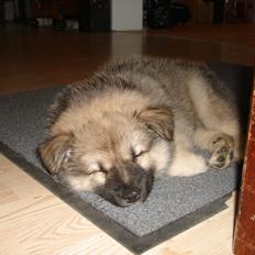 Islandsk fårehund Salka