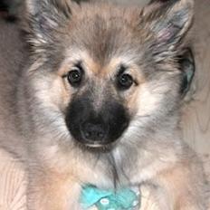 Islandsk fårehund Salka