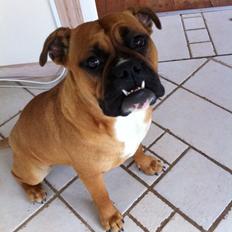 Olde english bulldogge Østergaards Oliva/Cherie