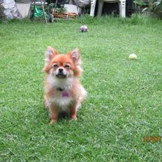 Blanding af racer cille