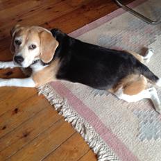 Beagle Molly
