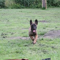 Malinois D-j ( Zerberuzdk.dk )