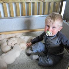 Golden retriever Grejsdalen Cimbo