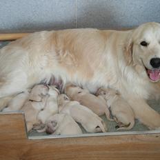 Golden retriever Grejsdalen Cimbo