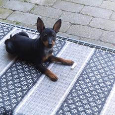 Dvaergpinscher ollie,stambog navn,amir