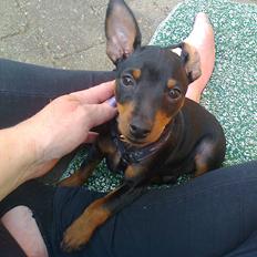 Dvaergpinscher ollie,stambog navn,amir