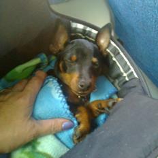 Dvaergpinscher ollie,stambog navn,amir