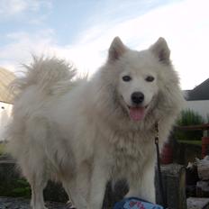 Samojedhund Laika