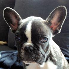 Fransk bulldog Tulle