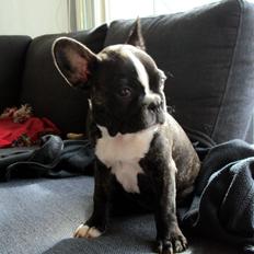 Fransk bulldog Tulle