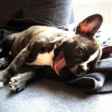 Fransk bulldog Tulle