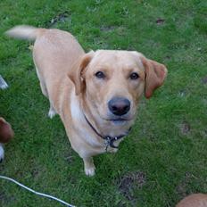 Labrador retriever Futte