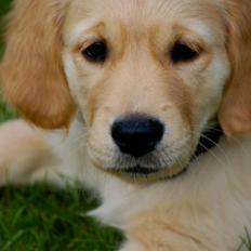 Golden retriever Scott