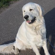 Golden retriever Rasmus