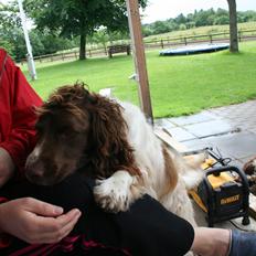 Engelsk springer spaniel Daco