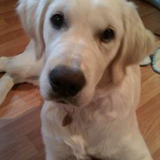 Golden retriever Molly