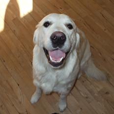 Golden retriever Molly