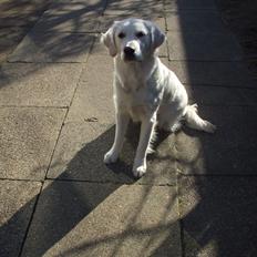 Golden retriever Molly