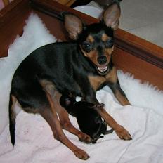 Prazsky krysarik Alex